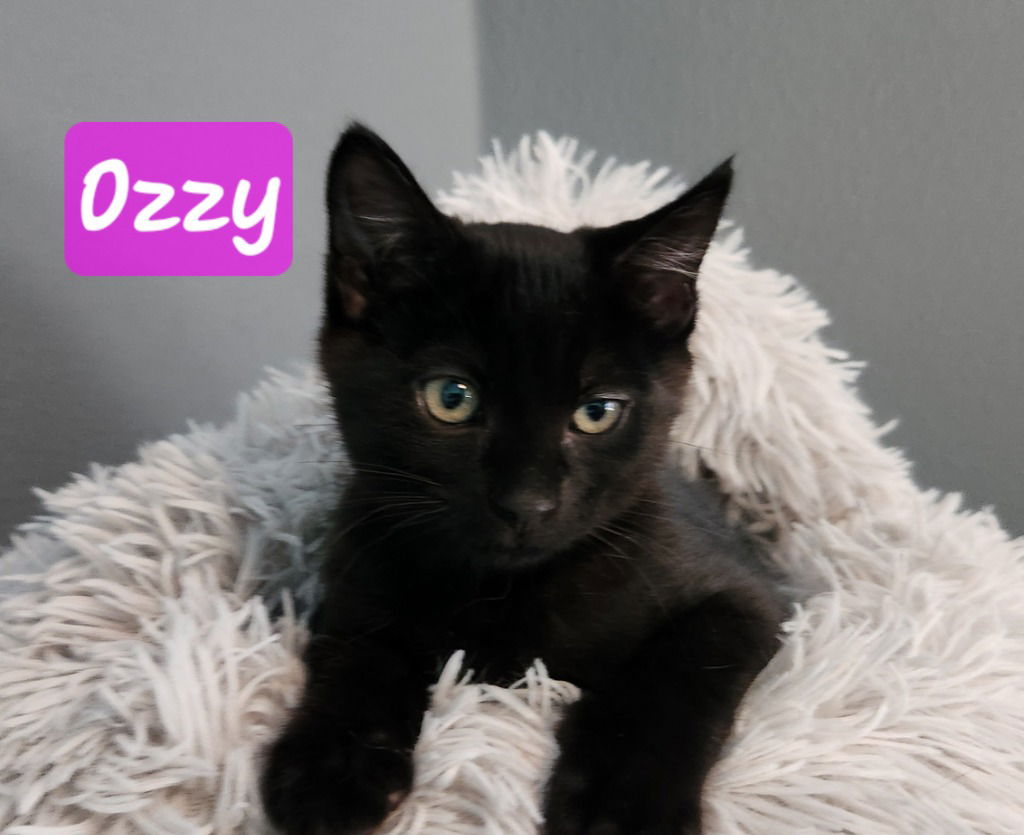 adoptable Cat in Battle Ground, WA named Ozzy