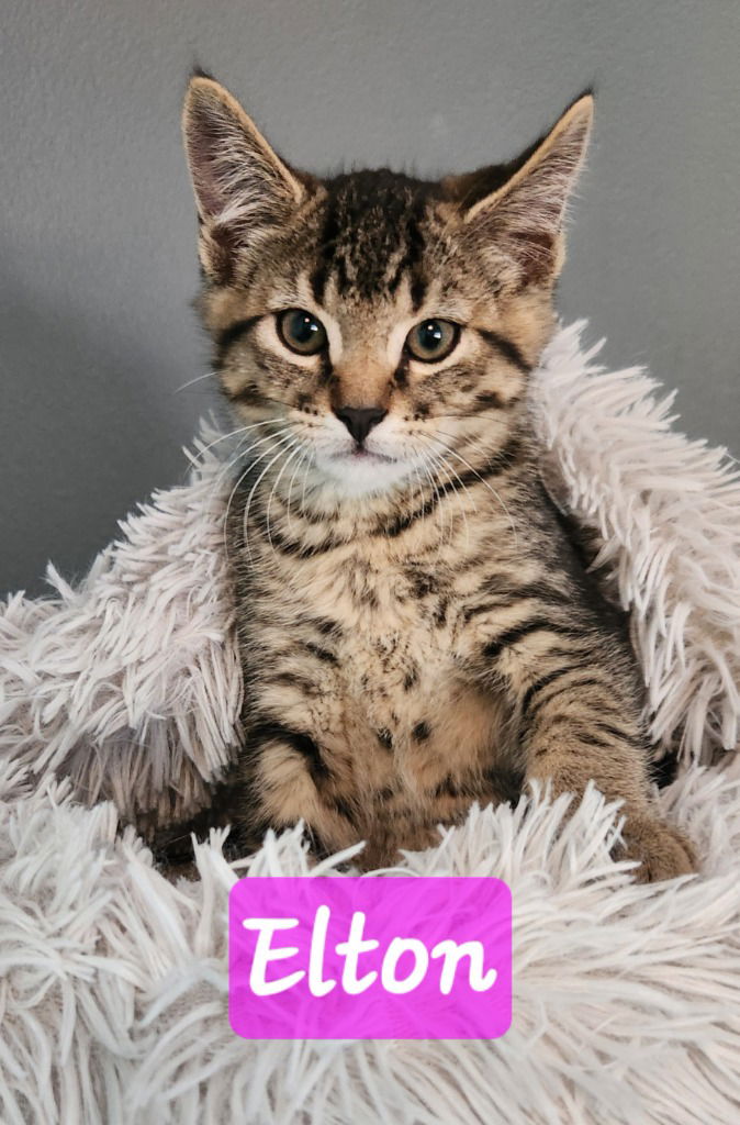 adoptable Cat in Battle Ground, WA named Elton