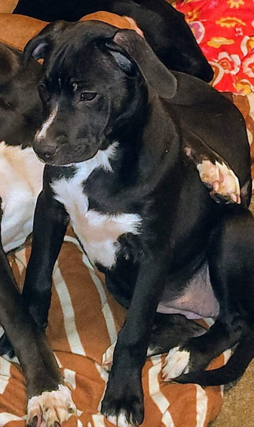picture of the dog needing adoption