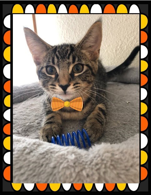 picture of the cat needing adoption