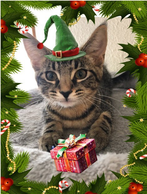 picture of the cat needing adoption