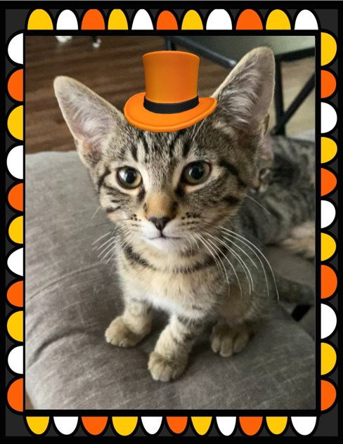picture of the cat needing adoption