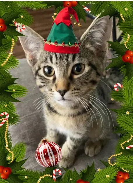 Cobra Green - Domestic Short Hair