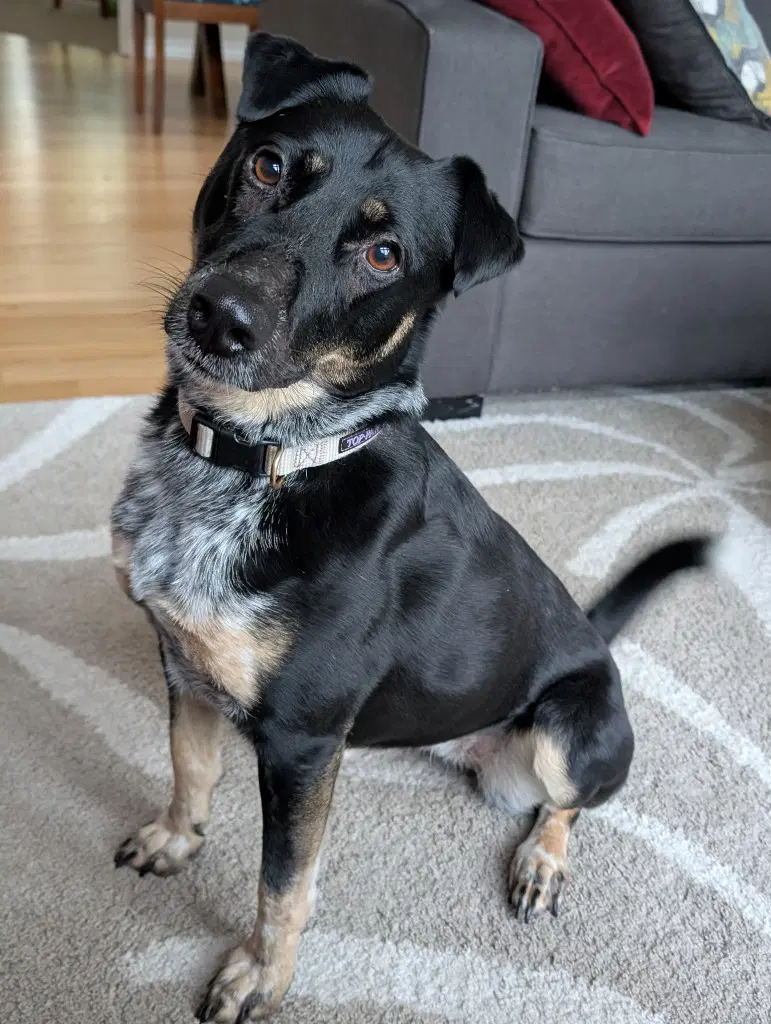 Mj Aka Mary Jane - Australian Cattle Dog/Blue Heeler