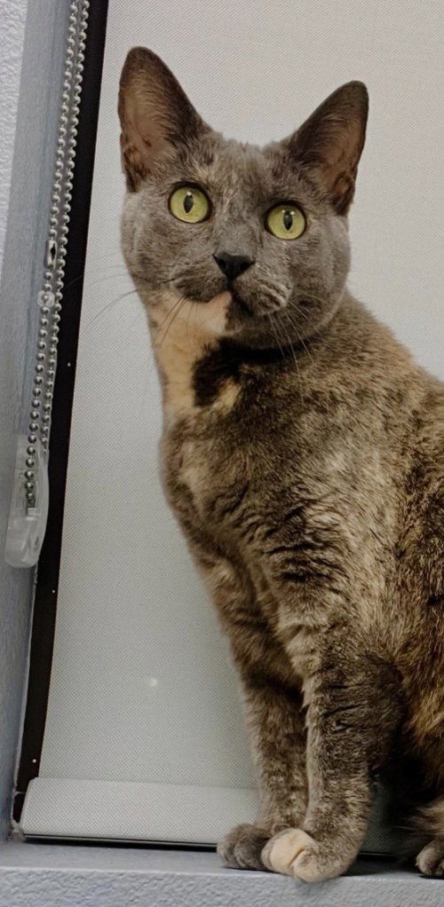 ROTINI - Domestic Short Hair available for adoption