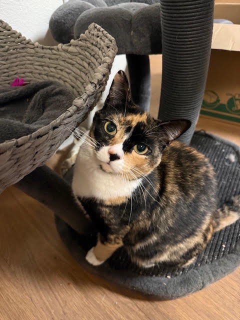ASTRID - Domestic Short Hair available for adoption