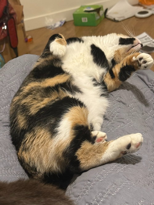 ASTRID - Domestic Short Hair available for adoption