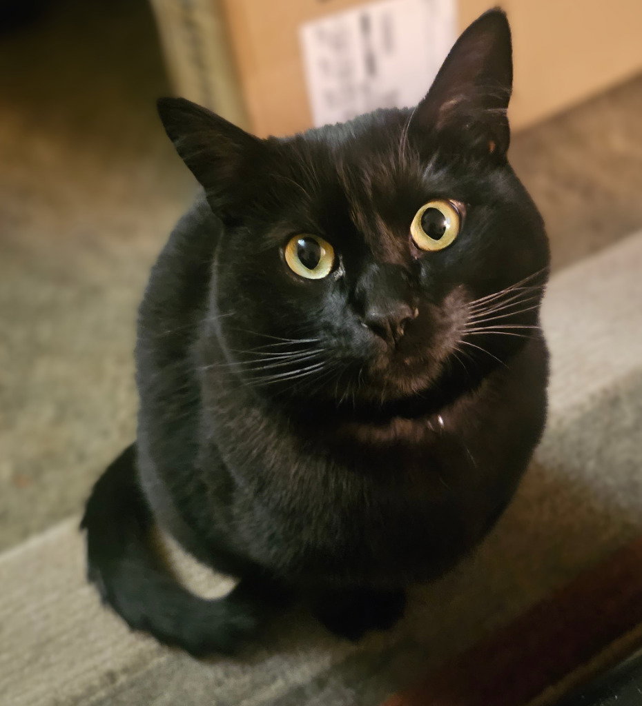 Endy(Enderman) Image