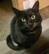 Endy(Enderman) - Photo 1
