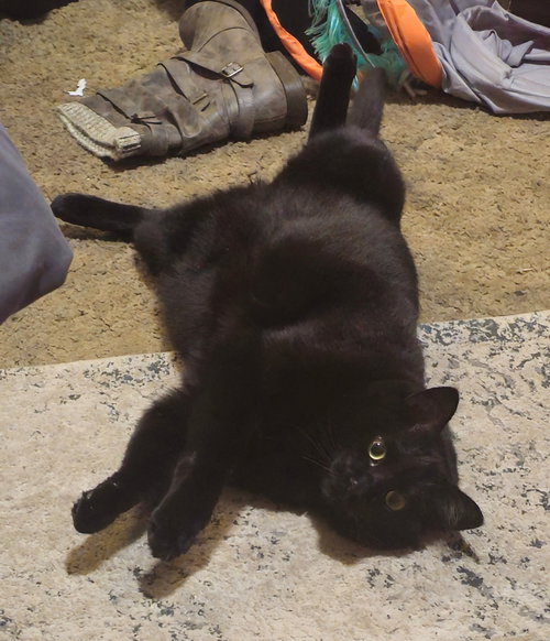 ENDY(ENDERMAN) - Domestic Short Hair available for adoption