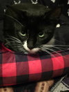 Primrose - Photo 2