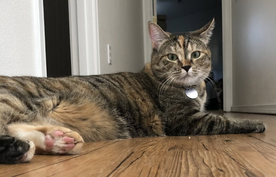 Kiki Image