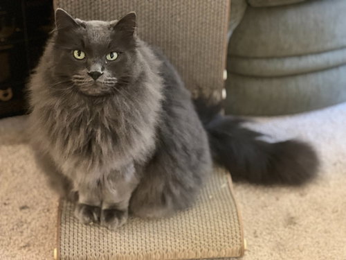 picture of the cat needing adoption