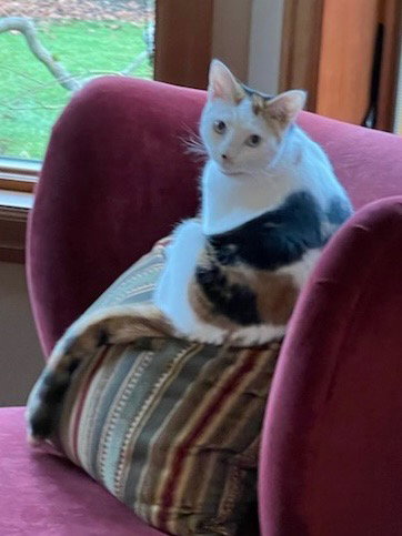 Tilly, Adult Domestic Short Hair / Mixed, cat for adoption in Lake Oswego, Oregon
