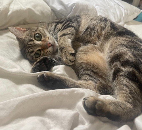 Rain, Adult Domestic Short Hair / Mixed, cat for adoption in Lake Oswego, Oregon