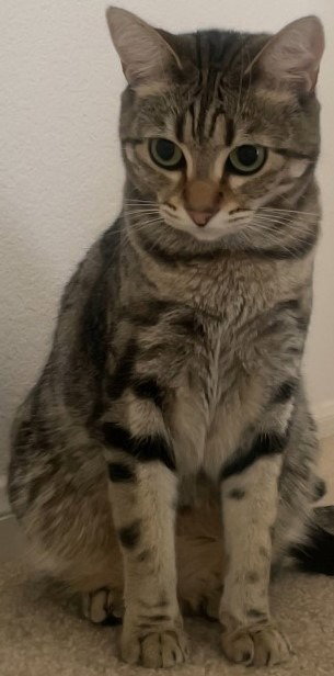 Rain, an adoptable Domestic Short Hair in Battle Ground, WA
