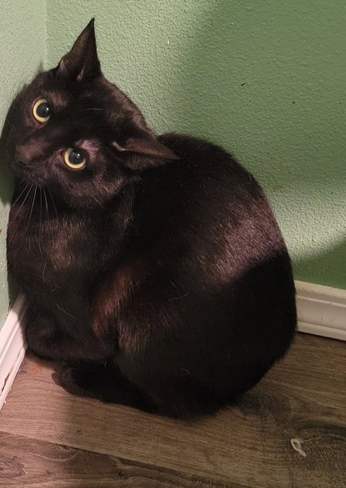 picture of the cat needing adoption