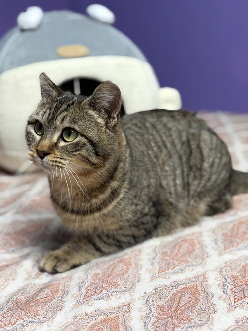 picture of the cat needing adoption