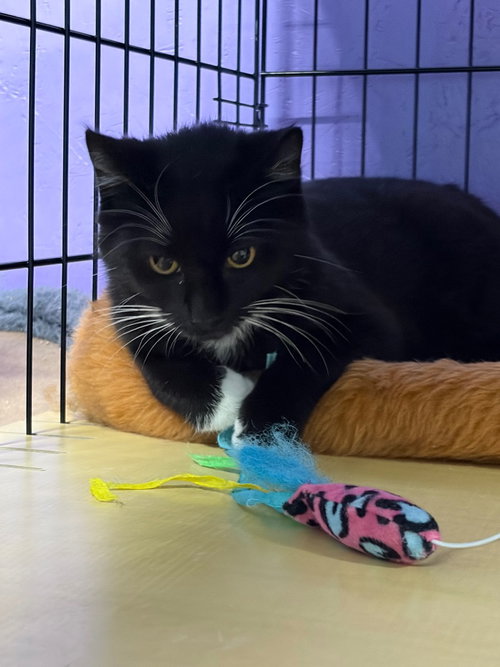 picture of the cat needing adoption