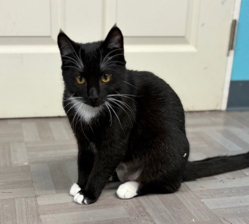 picture of the cat needing adoption