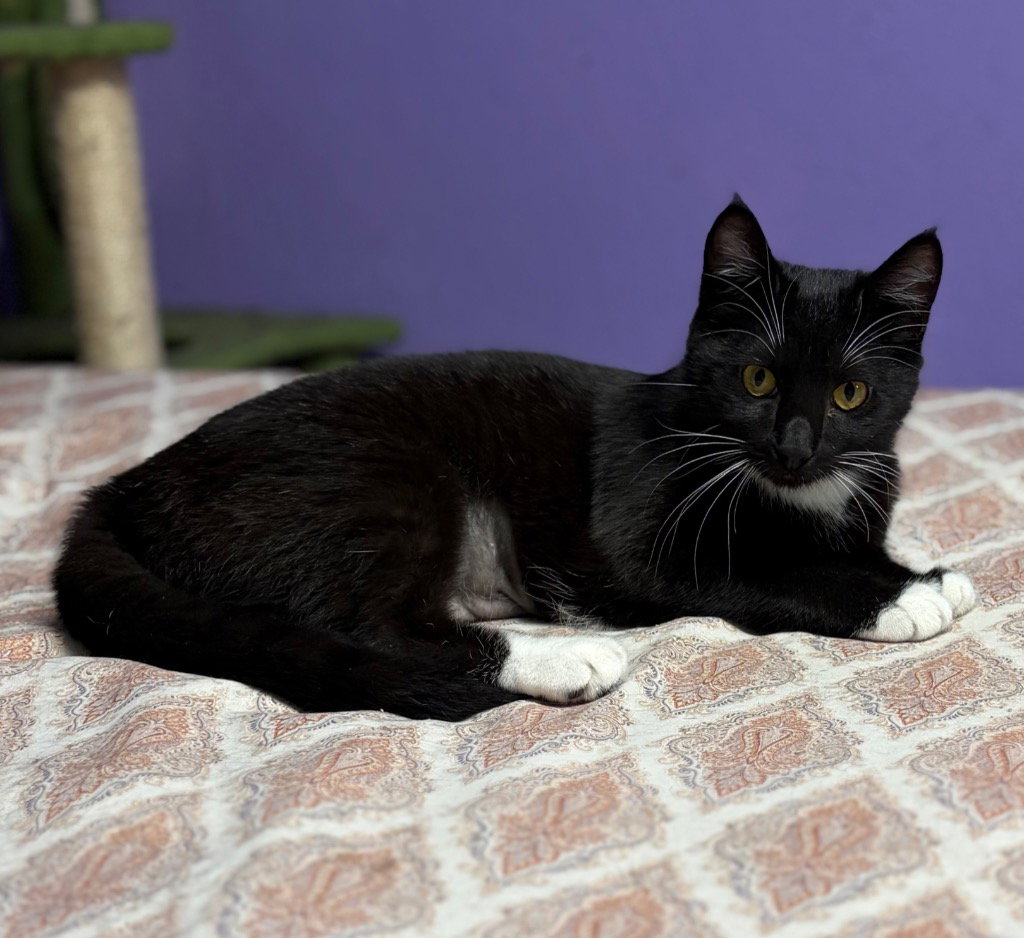 Xena