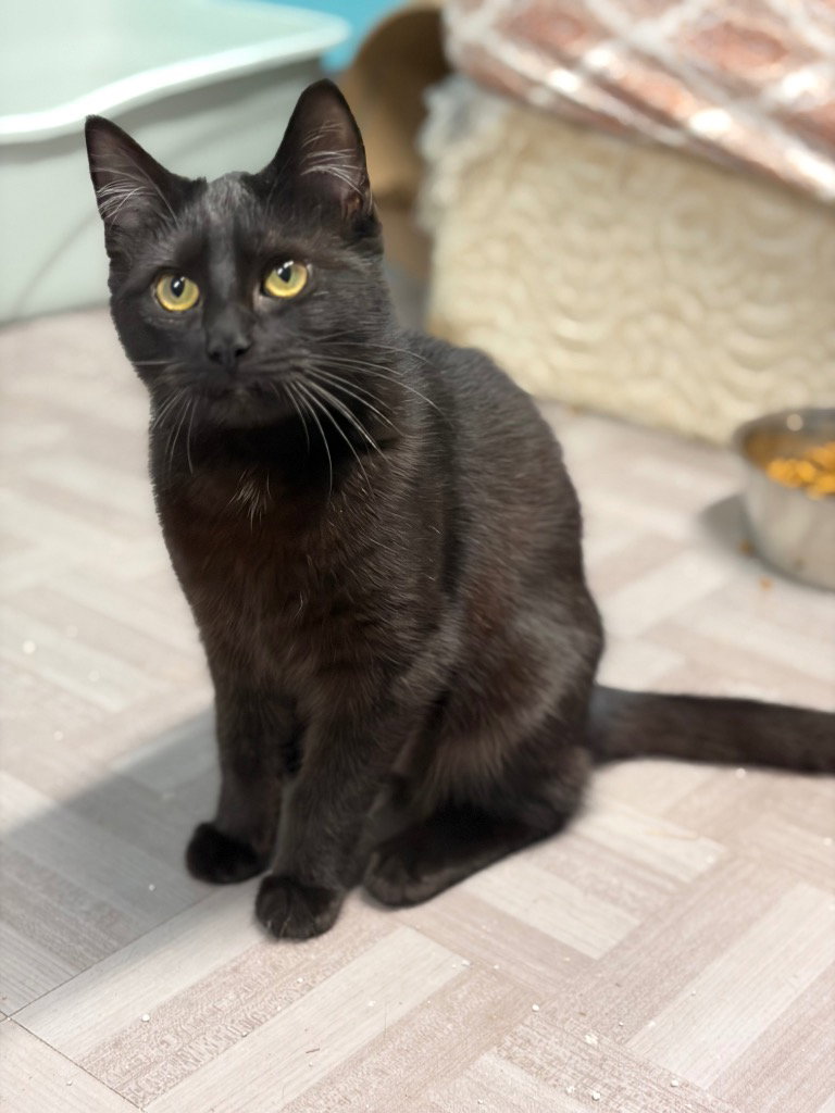 Salem