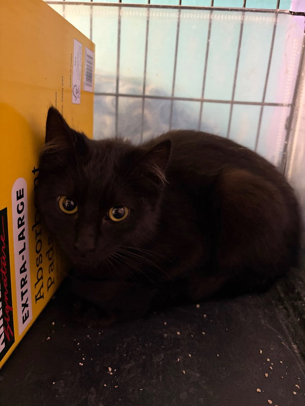 Salem