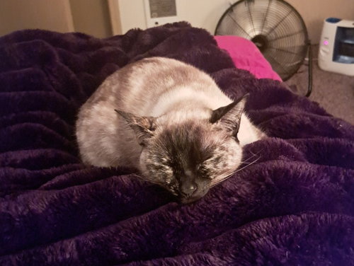 picture of the cat needing adoption