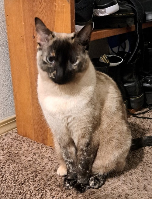 Misha, Adult Siamese / Siamese, cat for adoption in Lake Oswego, Oregon