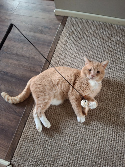 Yowlie, an adoptable Domestic Short Hair in Battle Ground, WA