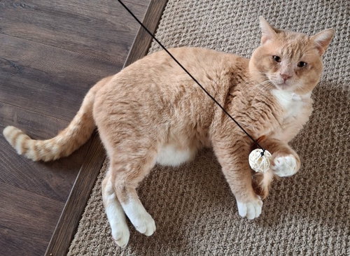 Yowlie, an adoptable Domestic Short Hair in Battle Ground, WA