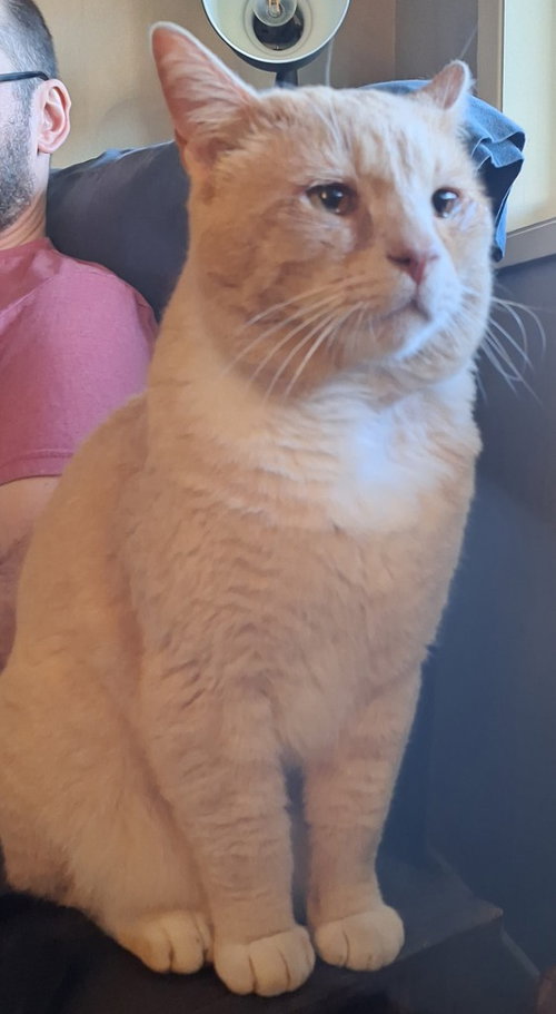Yowlie, an adoptable Domestic Short Hair in Battle Ground, WA