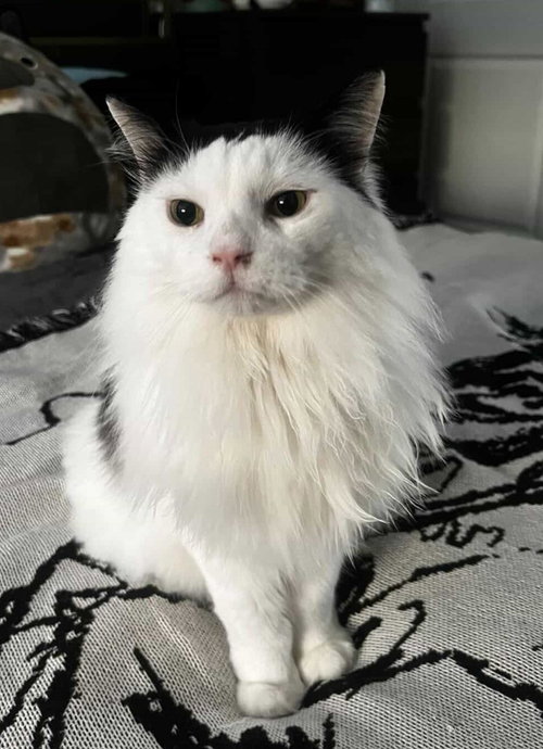 Bob, an adoptable Domestic Long Hair in Battle Ground, WA