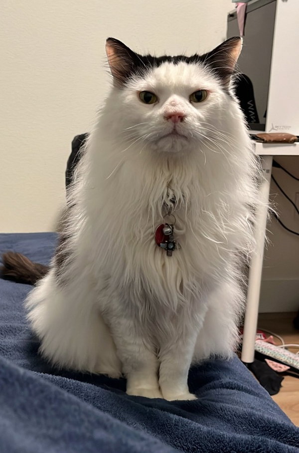 Bob