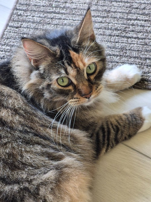 Missy I, an adoptable Domestic Long Hair in Battle Ground, WA