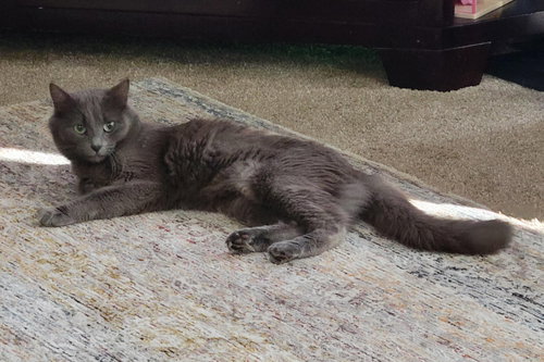 Millie, an adoptable Domestic Medium Hair in Battle Ground, WA