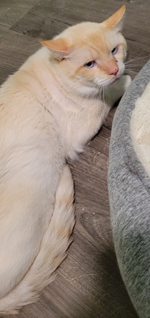 Hemi, an adoptable Siamese in Battle Ground, WA
