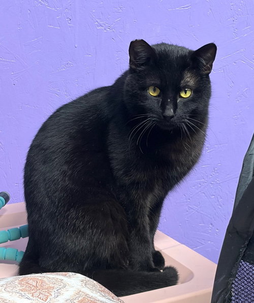 Puma, an adoptable Domestic Short Hair in Battle Ground, WA