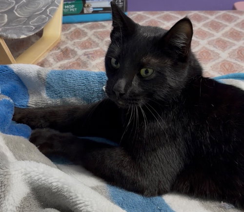 Panther, an adoptable Domestic Short Hair in Battle Ground, WA
