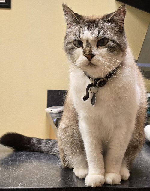 Obi Won Kanobi (aka Obi), an adoptable Persian in Battle Ground, WA