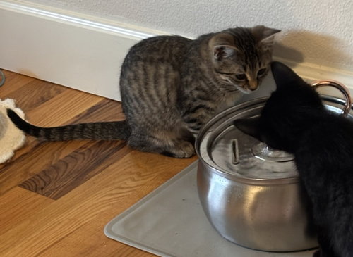 RH - Mae, an adoptable Domestic Short Hair in Battle Ground, WA