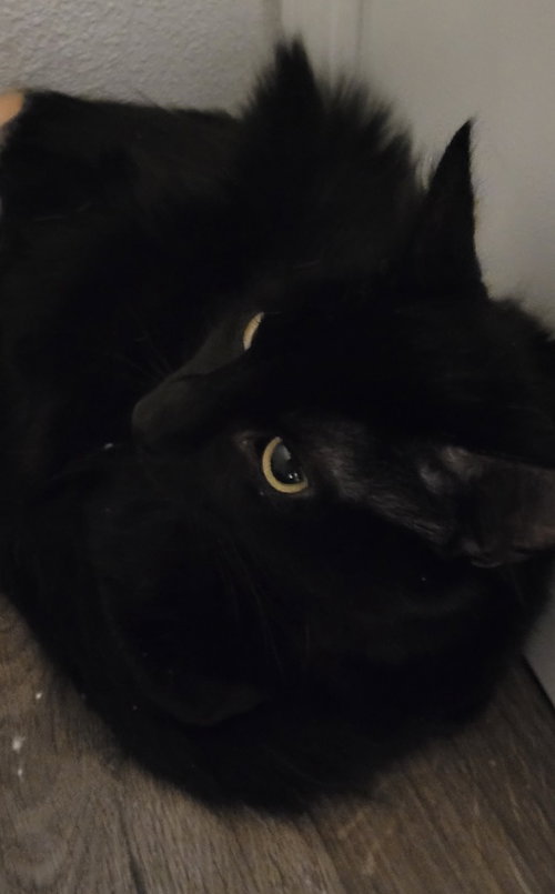 Rukus, an adoptable Domestic Medium Hair in Battle Ground, WA