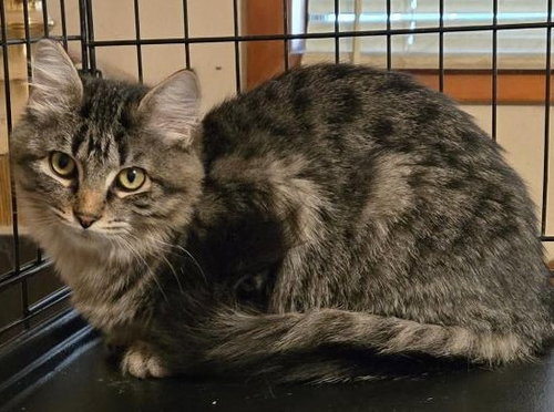 Tiger Lily, an adoptable Domestic Short Hair in Battle Ground, WA