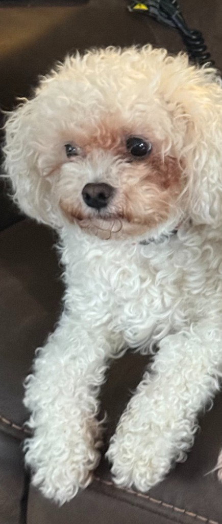 Daisy Image