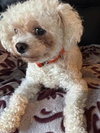 Pebbles - Photo 1