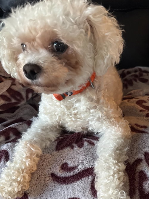 PEBBLES - Terrier / Havanese for adoption in Beaverton