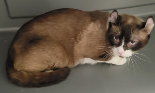 Scout, an adoptable Siamese in Battle Ground, WA