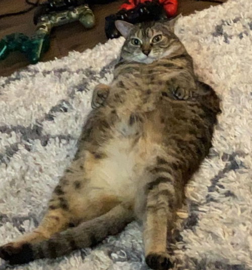 Kimba, an adoptable Domestic Short Hair in Battle Ground, WA