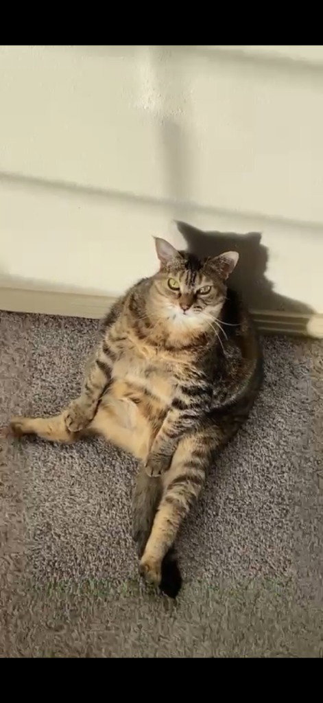 Kimba