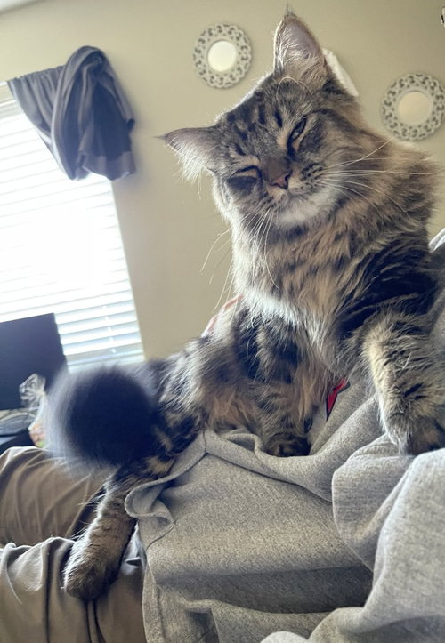 Theo, an adoptable Domestic Long Hair in Battle Ground, WA